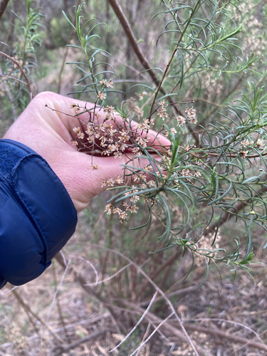 Cassinia quinquefaria, photograph 4