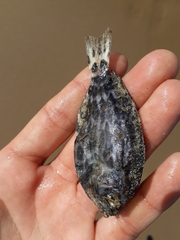 Schedophilus maculatus