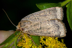 Abagrotis