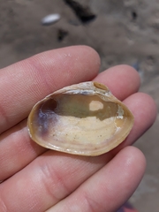Irus crenatus