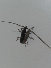 Ambonus interrogationis