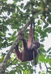 Pongo pygmaeus morio