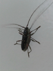 Ambonus interrogationis