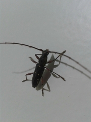 Ambonus interrogationis