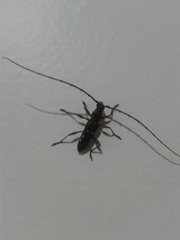 Ambonus interrogationis