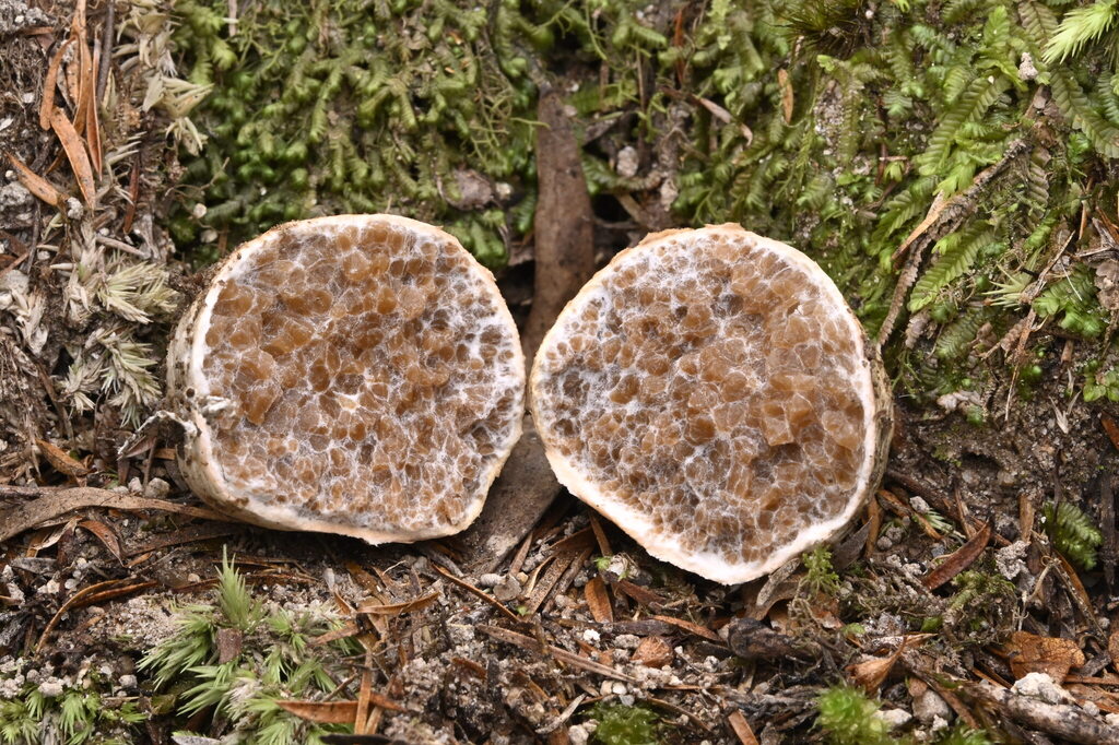 Octaviania tasmanica · April 2025 · photo: © invertebratist (iNaturalist, cc-by-nc)