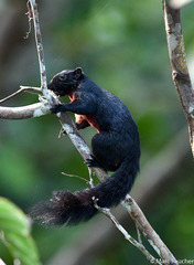 Callosciurus prevostii pluto
