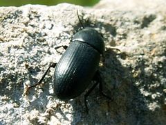 Opatroides punctulatus
