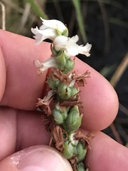 Spiranthes incurva