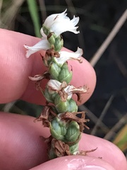 Spiranthes incurva