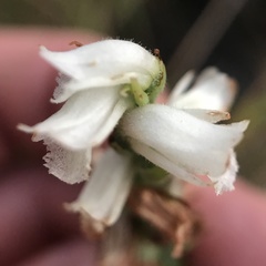 Spiranthes incurva