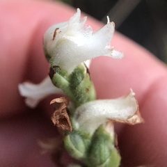 Spiranthes incurva