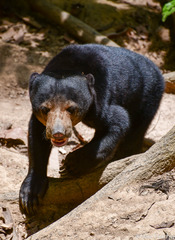 Helarctos malayanus euryspilus