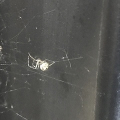 Parasteatoda tepidariorum