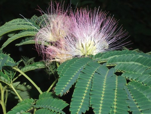 Albizia julibrissin