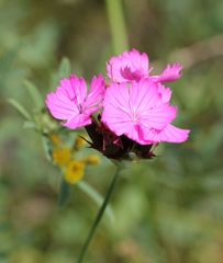 Dianthus andrzejowskianus