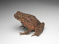 Asian Giant Toad photo 4