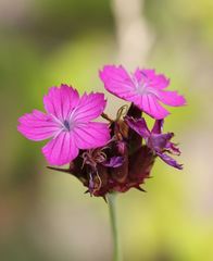 Dianthus andrzejowskianus