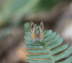 Perophthalma tullius