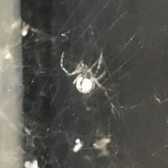 Parasteatoda tepidariorum