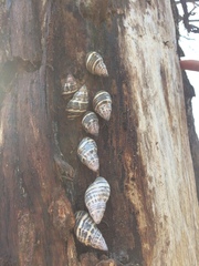 Drymaeus poecilus