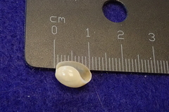 Lamprohaminoea cymbalum