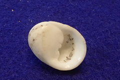 Nerita polita