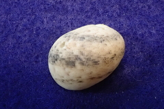 Nerita polita