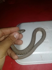 Thamnophis validus