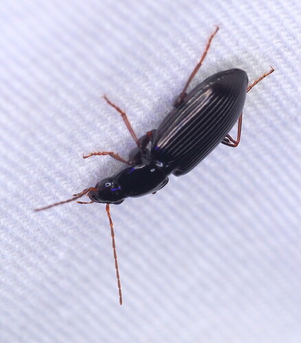 Punctiform Harp Ground Beetle photo 5