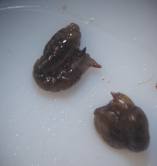 Austrosimulium