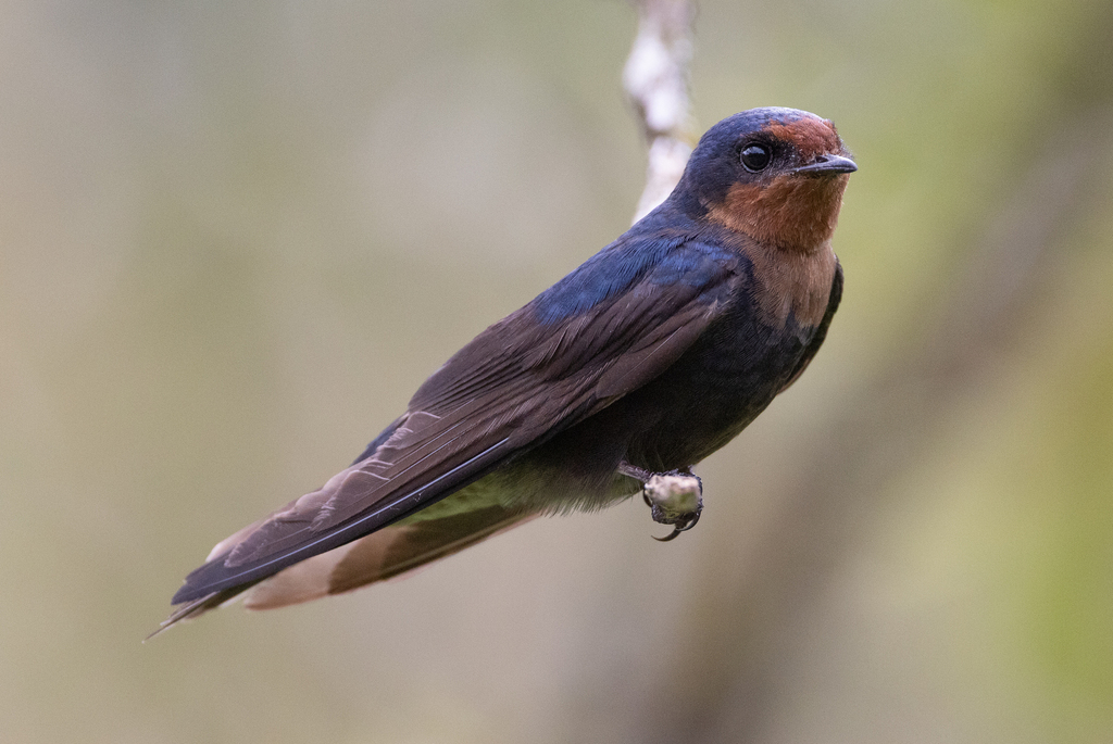 Tahiti Swallow photo