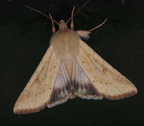 Corn earworm