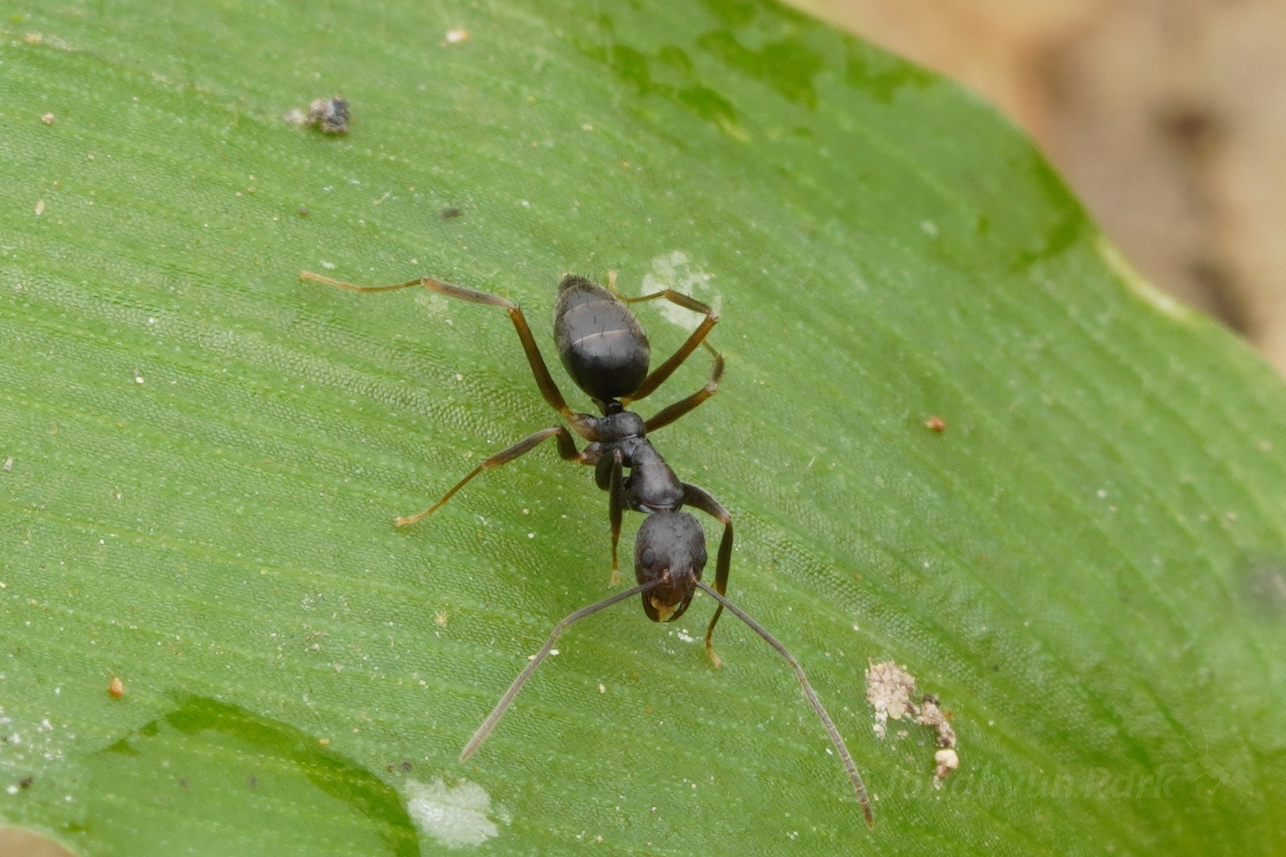 Paratrechina umbra