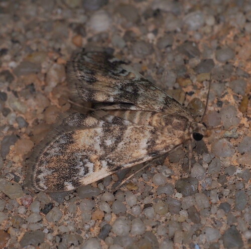 Waterlily Leafcutter Moth photo 6