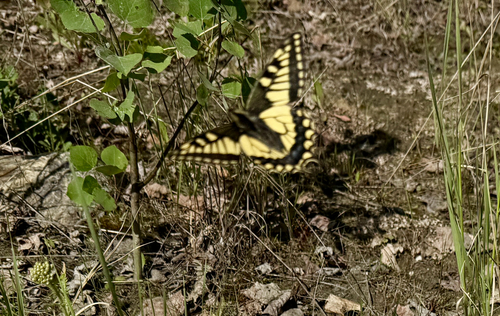 Old World Swallowtail