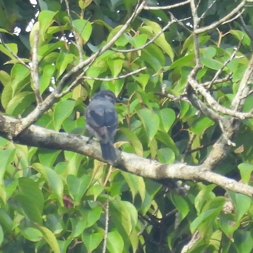 Lesser Cuckooshrike (Lalage fimbriata), photo 6