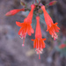 California Fuchsia - Photo (c) Ken-ichi Ueda, some rights reserved (CC BY)