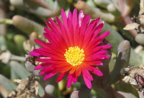 Malephora purpureocrocea (Haw.) Schwantes