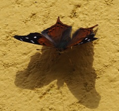 Hypanartia