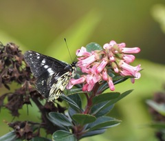 Catasticta tomyris