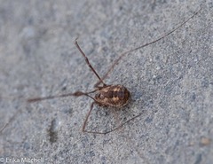 Leiobunum calcar