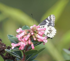 Catasticta tomyris