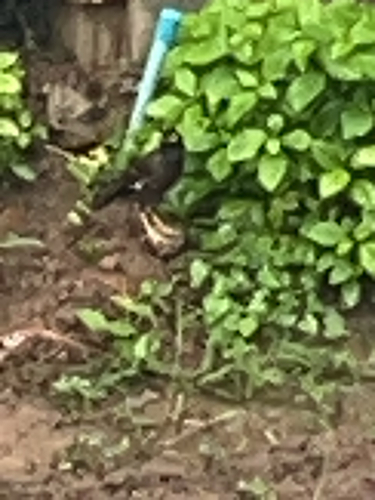 Common Myna