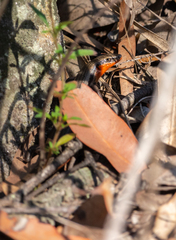 Acritoscincus platynotus