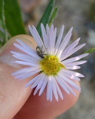 Odontocorynus