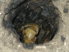 Cardisoma guanhumi