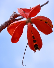 Sterculia striata