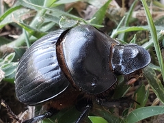 Dichotomius carolinus