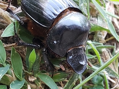 Dichotomius carolinus